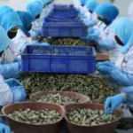 Ordu'da kadınların işlediği deniz salyangozu Uzak Doğu'ya ihra&ccedil; ediliyor