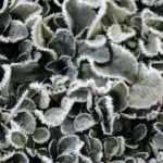 Sarıkamış'ta soğuk hava y&uuml;z&uuml;nden derelerdeki şelaleler, bitkiler ve camlar dondu