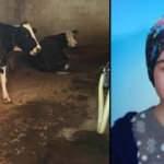 Süt sağmak isteyen liseli kızın feci ölümü