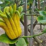 Adana'da ilk kez g&ouml;r&uuml;len bu limon şaşkına &ccedil;eviriyor