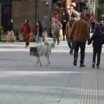 Bitlisliler sahipsiz köpeklerin toplatılmasını istiyor