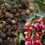 Kebabe otu faydaları nelerdir? Kebabiye ne işe yarar, nasıl kullanılır?