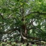 10 bin anıt ağaç Bakanlığın koruması altında alındı