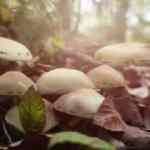 Ordu ve İstanbul'da mantardan 8 kişi zehirlendi: 1'i &ouml;ld&uuml; 7 kişinin durumu ağır!