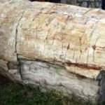 T&uuml;rkiye'de b&ouml;ylesine ilk kez rastlanıyor! Tropikal iklime ait...