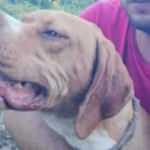 20 bin liralık k&ouml;peğini &ccedil;aldılar bulana kuzu hediye edecek 