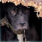 Kuduz vakaları artmıştı: Köpeklere karşı alınan önlemi hayvanseverler iptal ettirdi