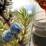 Andız pekmezinin faydaları nelerdir? Gerçek andız pekmezi nasıl anlaşılır?