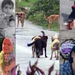 Başıboş köpek faciasının korkunç bilançosu: 10 ayda 27 ölüm!