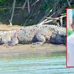 Timsah k&uuml;&ccedil;&uuml;k &ccedil;ocuğu ailesinin g&ouml;z&uuml; &ouml;n&uuml;nde &ouml;ld&uuml;rd&uuml;