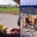 Pitbull cinsi k&ouml;peği sokağa bıraktı, bedeli ağır oldu