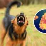 Sadece 6 kişi bu hastalıktan kurtulabildi, bugün bile hala ölümcül! Kuduz hastalığına dair neler biliyoruz?