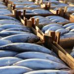 Şile Belediyesi&rsquo;nden Bir İlk Daha:  Şile Palamut Festivali Başlıyor!