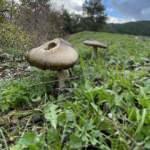 Uzmanından zehirli mantar uyarısı: Ayırt etmek m&uuml;mk&uuml;n değil