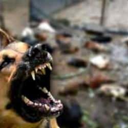 Elazığ’da sokak köpekleri dehşet saçtı: 37 hayvanı parçaladılar