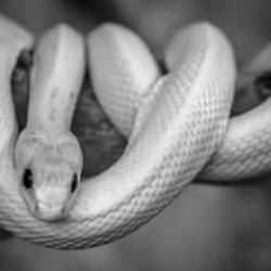 Rüyada beyaz yılan görmek ne demek? Rüyada suda beyaz yılan görmek hayırlı mıdır?