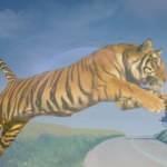 Rüyada kaplan görmek ne demek? Rüyada kaplandan kaçmak hayırlı mıdır?