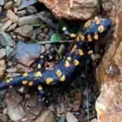 Tunceli&rsquo;de nesli t&uuml;kenme tehlikesi altında olan sarı benekli &lsquo;semender&rsquo; g&ouml;r&uuml;ld&uuml;