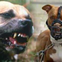 G&uuml;ney Afrika'da pitbullar dehşeti yaşattı: 1 &ccedil;ocuk &ouml;ld&uuml;, bir &ccedil;ocuk yaralandı