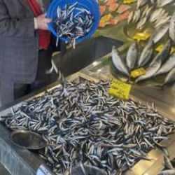 Balık bolluğu tezgaha yansıdı: Fiyatlar yarı yarıya düştü