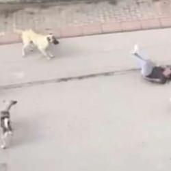 Erdoğan'ı hedef alan BBC Türkçe'den 'başıboş köpek' ikiyüzlülüğü!