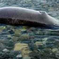 Hazar Denizi kıyılarına 700 &ouml;l&uuml; fok vurdu