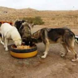 İstanbul'un hangi ilçesinde kaç sahipsiz köpek yaşıyor? Türkiye'yi bekleyen büyük tehlike