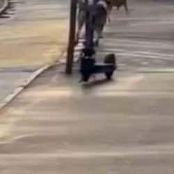 Köpek terörü devam ediyor! Sokak köpeklerinin saldırısıyla dehşeti yaşadı! 