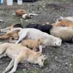 8 sokak köpeğinin zehirlenerek öldürülmesine inceleme! 