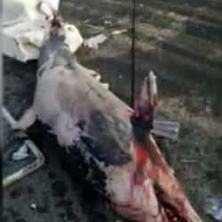 İstanbul'da kanlar i&ccedil;inde kalmış yunus balığı bulundu