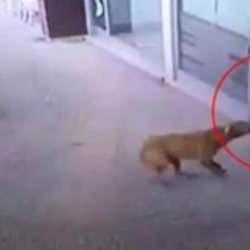 Kasten mi yanlış çeviriyorlar? Başıboş köpekler için kritik uyarı! “Engelleniyor”