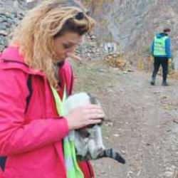 Su altında kalacak Yusufeli'de sokak hayvanları hassasiyeti