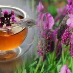 Karabaş otunun faydaları nelerdir? Karabaş otu çayı nasıl demlenir?