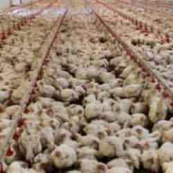 Tavuk eti üretimi yüzde 2,3 arttı