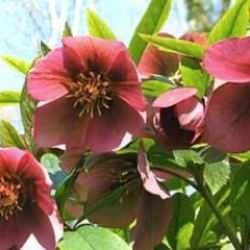 Zeka testi: Resimdeki karıncayı 9 saniyede bir tek yüksek zekalılar bulabiliyor!