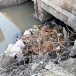 Dere yatağında akılalmaz g&ouml;r&uuml;nt&uuml;! &Ccedil;ok sayıda eşek başı bulundu