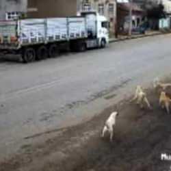 Konya'da köpek dehşeti! 