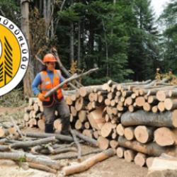 Orman Genel Müdürlüğü personel alımında son gün! İlköğretim ve lise mezunu başvuru...