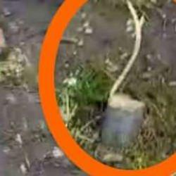 Yeşil Doğa Derneği'nden ağa&ccedil; katliamına tepki!