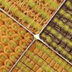 Baklava satışları yüzde 50 arttı