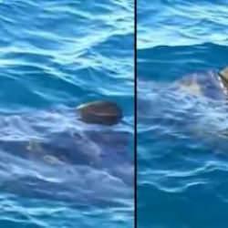 Balıkesir'de 10 metrelik k&ouml;pek balığı paniği