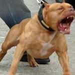 Gaziantep'te yine pitbull dehşeti! 14 yerinden ısırdı