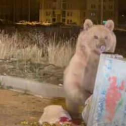 Sarıkamış'ta boz ayılar kış uykusunu unuttu!