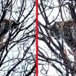 Tunceli'de şaşırtan olay! K&ouml;peklerin saldırısından ka&ccedil;an vaşak ağa&ccedil;ta mahsur kaldı