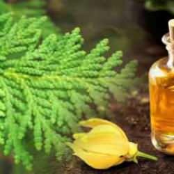 Tuya ağacı faydaları nelerdir? Tuya ağacı saça nasıl uygulanır?