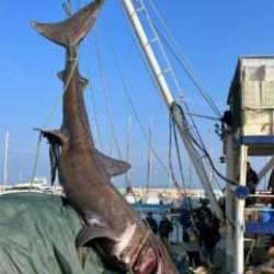 Urla'da 10 metrelik 'camg&ouml;z' yakalandı