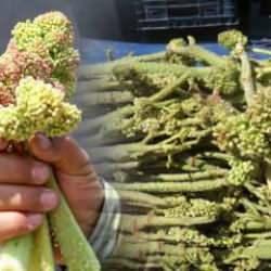 Işkın otu faydaları nelerdir? Işgın otu kanserden korur mu? 