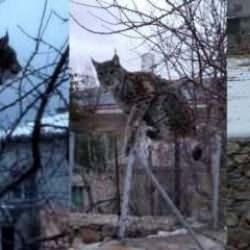 Köpeklerden kaçan vaşak tel örgüde asılı kaldı, görenler şaşkınlık yaşadı