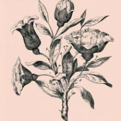 IQ ölçen zeka testi: Nostaljik çiçek resmindeki gizli yüzleri 12 saniyede bul!