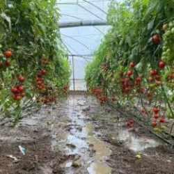 Türkiye'den 54 ülkeye domates ihracı